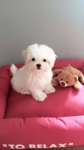 Filhote maltês, Seus dias nunca mais serão os mesmos com esse peludinho ao lado!