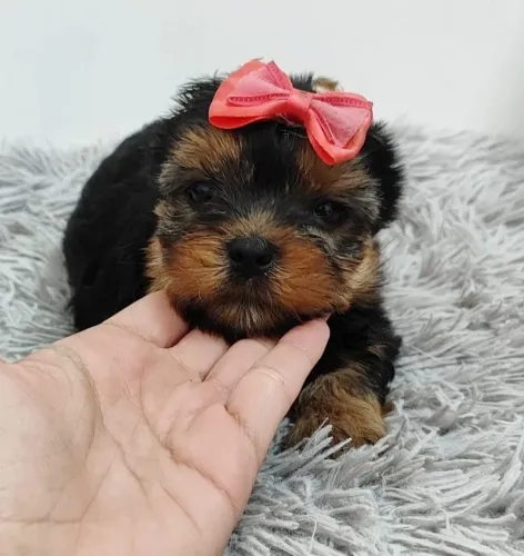 Yorkshire Terrier Micro Pronta Entrega
