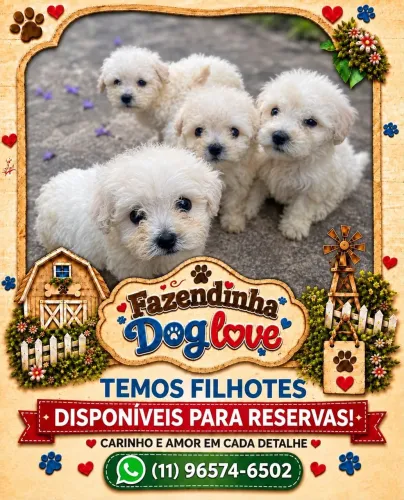 Filhotes de poodles machos e fêmeas disponíveis 