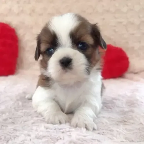 Filhotinhos de porte pequeno Shih Tzu/ Shitzu com garantias macho e fêmea São Paulo