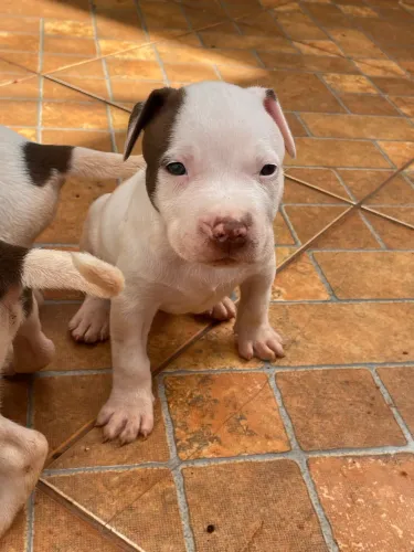 Filhote de Pitbull FÊMEA 