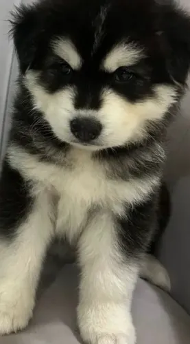 Lindos Filhotes Husky Siberiano pedigree CBKC