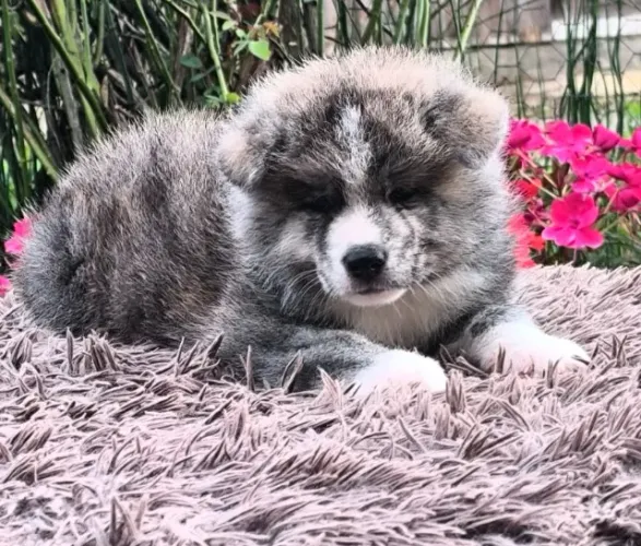 Filhotes Macho Akita Inu 