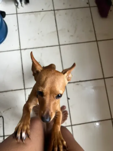 Vende-se pinscher