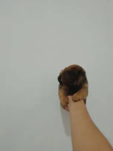 Pinscher fêmea muito pequena com poodle toyzinho