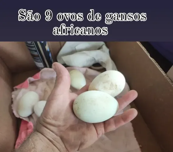 ovos - ganso africano