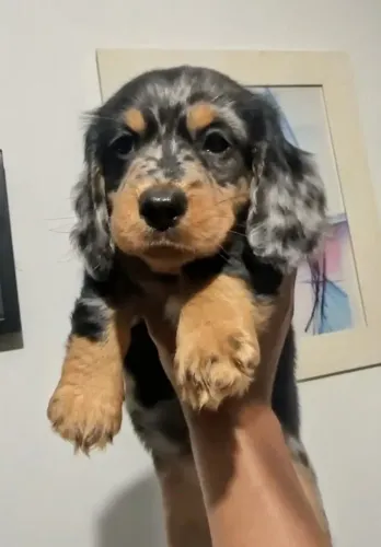 Dachshund