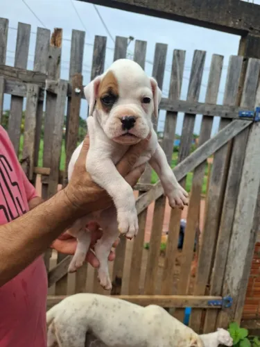 Filhote de boxe com buldogue americano