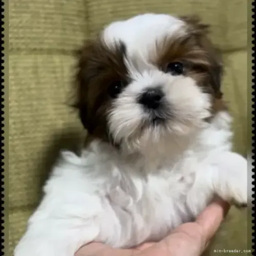 Bebezinho shih tzu/shitzu dócil e vacinado com saúde garantida contrato