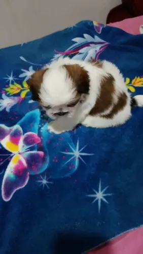 Shih Tzu macho