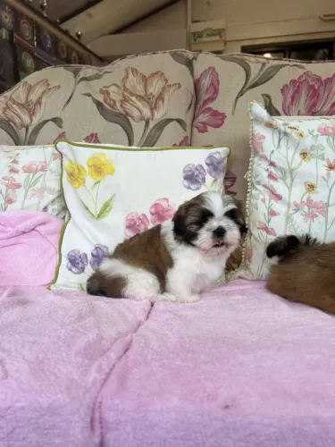 Cachorro filhote shih tzu/shitzu brincalhão com saúde e garantia contrato