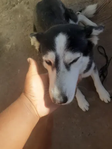 Vendo essa cachorra siberiano