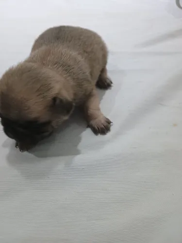 Pugs recém nascidos.