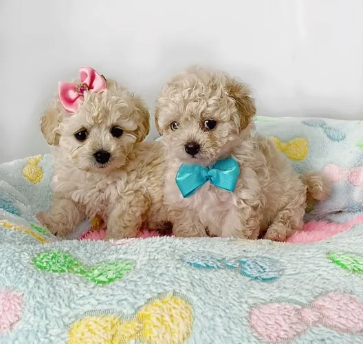 Perfeito e miudinhos filhotes de poodle toy