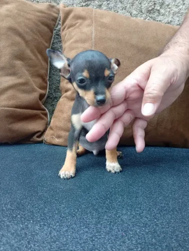 Lindos filhotes de Pinscher e Yorkshire