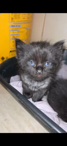 Doação de gatinhos