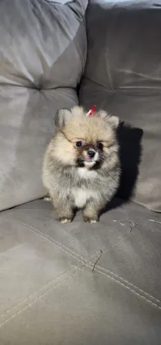 Filhote Spitz Alemão, O amigo mais fiel que você pode ter está aqui!