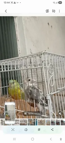 Gaiolas