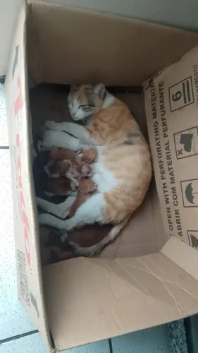 DOA-SE GATOS