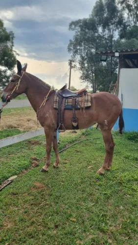 Mula A venda