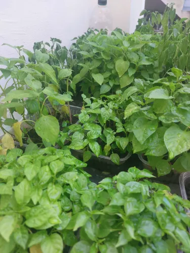 Muda de pimenta
