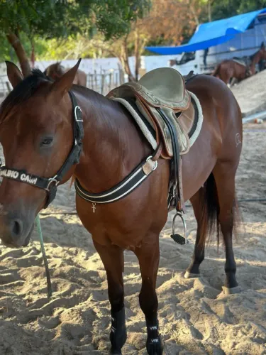 Poldo 2.5 anos