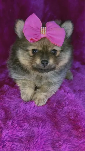 Lulu da pomeranea anao com 55 dias laranja