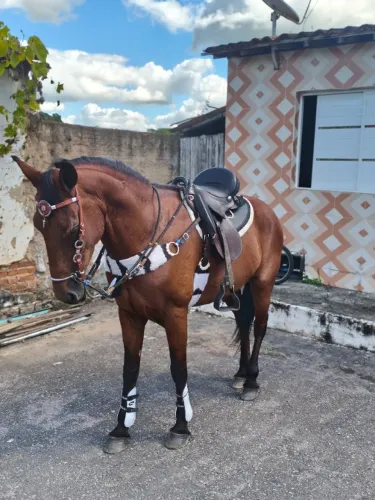 Cavalo