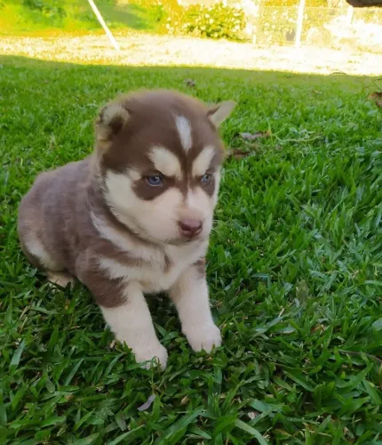 Husky siberiano Um filhote esperando por um lar de verdade