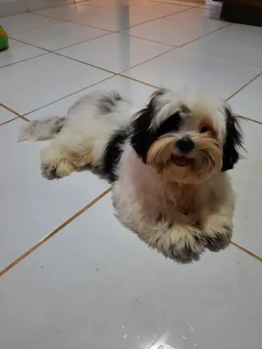 Shitzu macho para cruzar