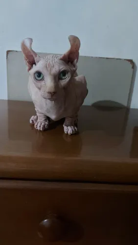 Sphynx Elf Macho