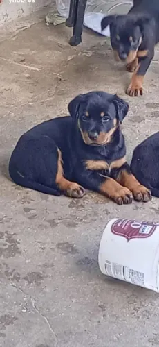 Filhotes de rottweiler disponível