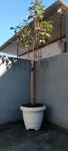 Planta Ipê Amarelo adulta grande no vaso