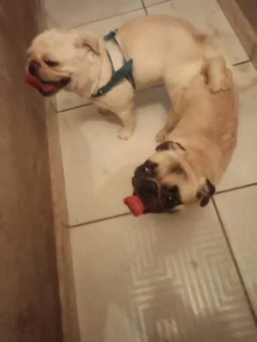 Pug branco para cruzar monta sozinho 400