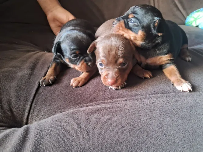 Vendo Pinscher número 1 Macho