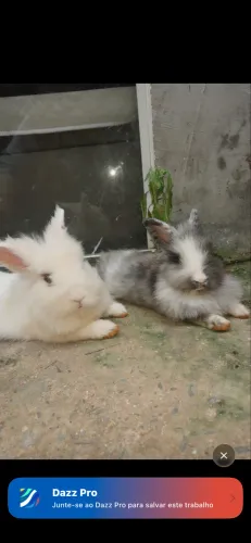 Coelhos 