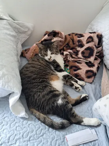 Gatos