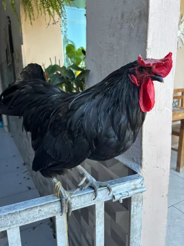 Galo preto