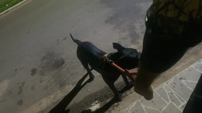 Vende-se pit monster 2 anos 
