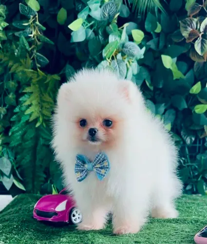 LULU DA POMERÂNIA EXCLUSIVO!!