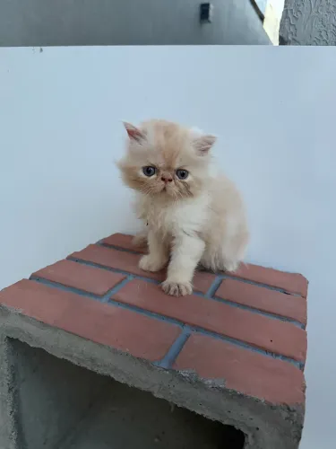 Gato macho persa