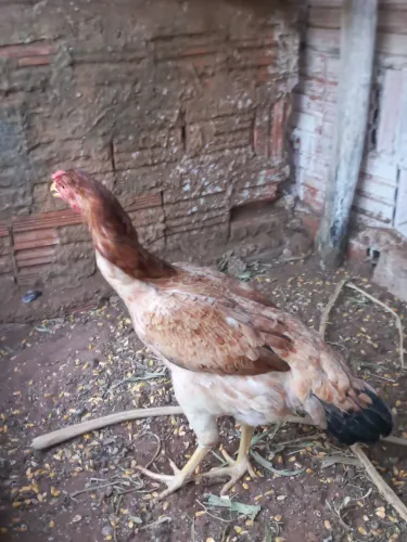 GALINHA CAIPIRA