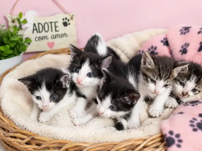 LINDOS GATINHOS PARA ADOÇÃO