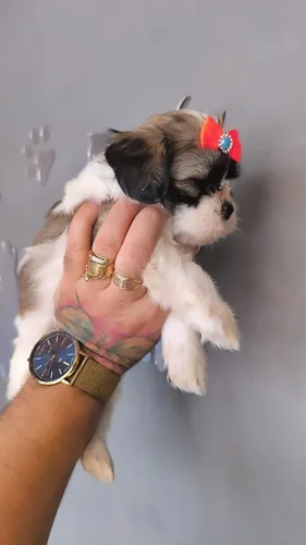Filhote Shitzu macho e fêmea