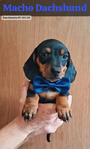 Basset salsicha macho