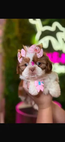 Shih tzu ! Beleza pura
