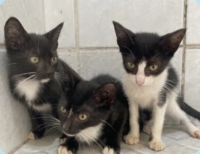 Gatinhos filhotes para adoção responsável!