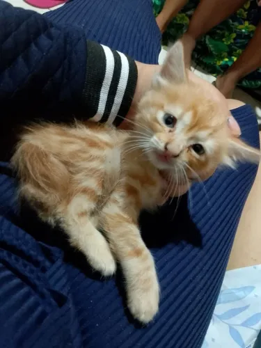 Gatinhos lindos ?