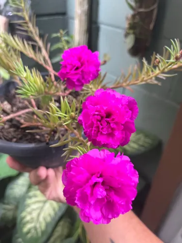 Vaso de onze horas roxa