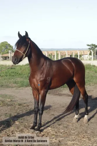 CAVALO MANGALARGA MACHADOR